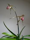 Paphiopedilum  Lady Isabel (Orchid Inn) 